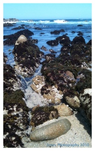 Tidepools along the 17 Mile Drive, Monterey, CA