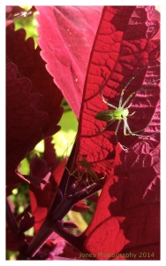A green garden spider on red coleus. provides striking contrast.