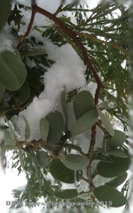Cedar and Mistletoe Idyllwild, Ca iPhone 4s