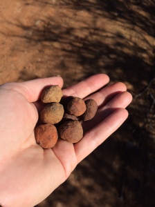 LIttle bitty round rocks found on a nature hike!