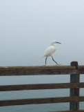 Egret posing for my camera on the Oceanside pier.