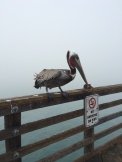 I'm guessing this is a California Brown Pelican. His beak can hold more than his belly can, you know...