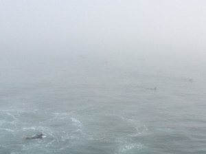 There are still at least 25 surfers and one BIG sea lion in this pic taken at 4:45