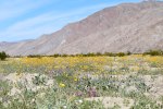Wildflowers of Anza Borrego Desert State Park