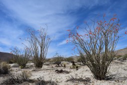 Ocotillo in bloom, Anza Borrego Desert State Park
