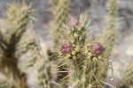 I call this photo "Cholla Blooms, One Week Too Early"