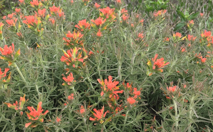 Wednesday’s Wildflowers- Torrey Pines State Reserve