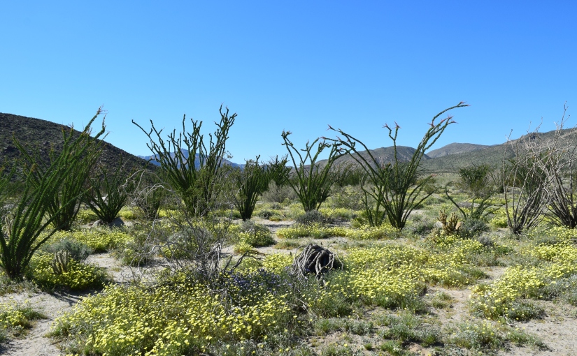 Anza Borrego Desert State Park- Wildflower “Super Bloom” March 2017