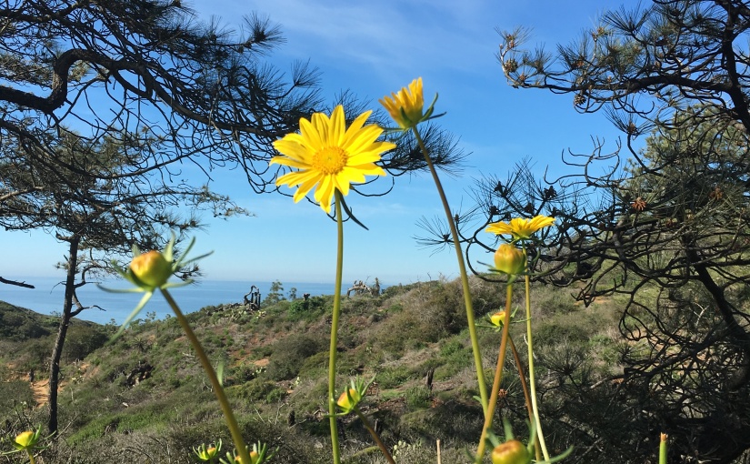 Wildflowers of Torrey Pines, Guy Fleming Trail